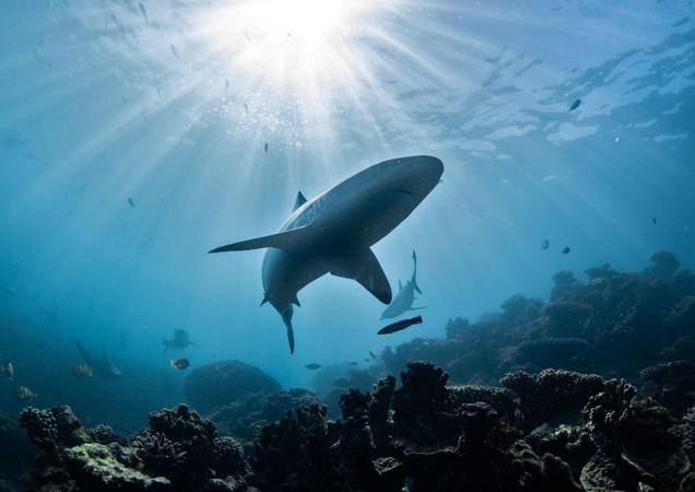 shark swimming in ocean